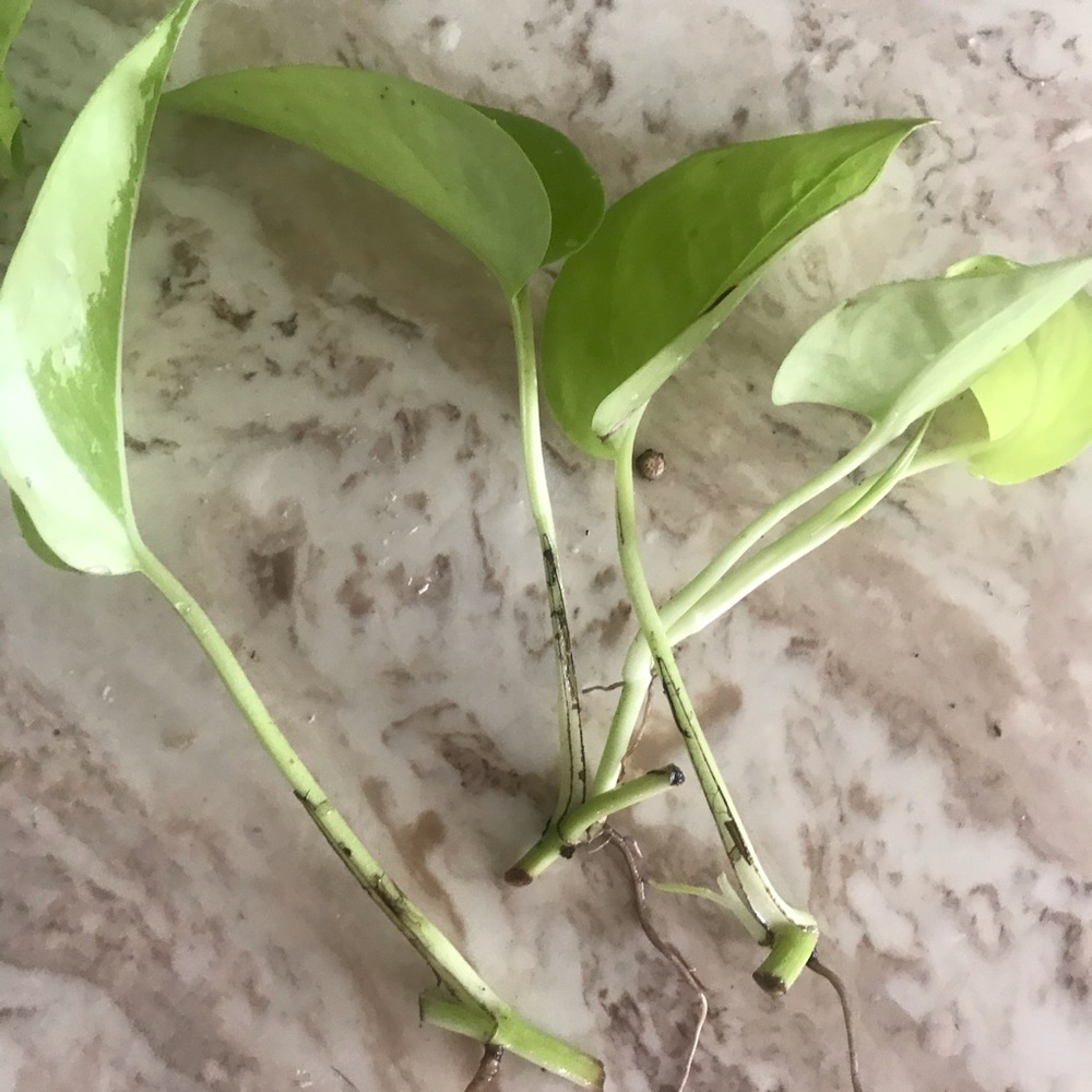 5 Rooted Starter Neon Pothos - Picture 7 of 11